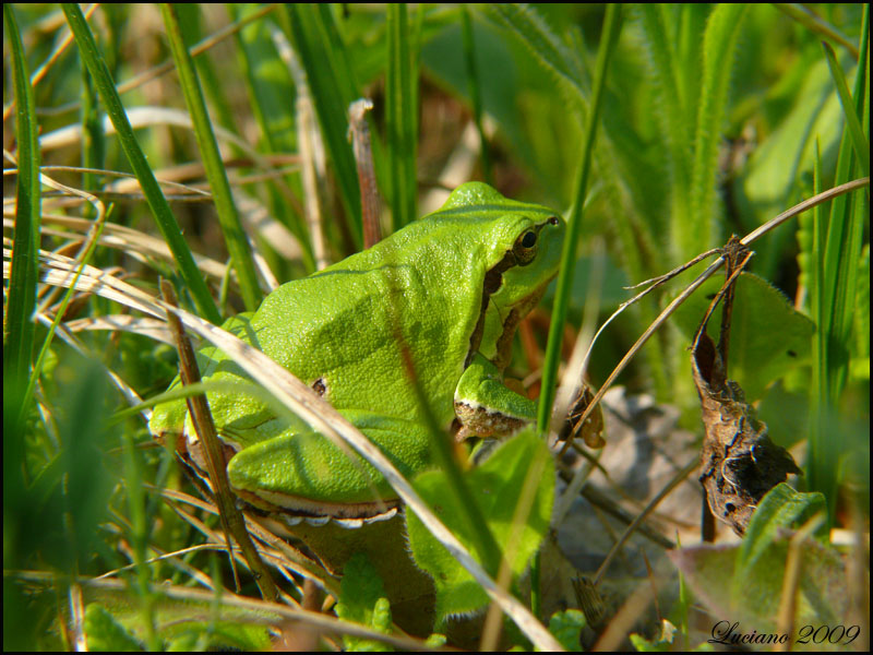 Hyla intermedia